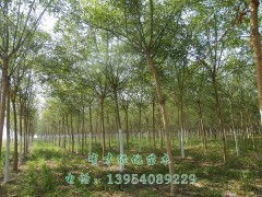 精品國(guó)槐，綠化優(yōu)選 5-10公分國(guó)槐苗木，定陶縣有才綠化苗木種植專業(yè)合作社專業(yè)供應(yīng)
