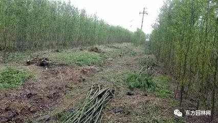 綠化苗木的培育、栽植與管理 樹(shù)木種植經(jīng)營(yíng)全流程指南